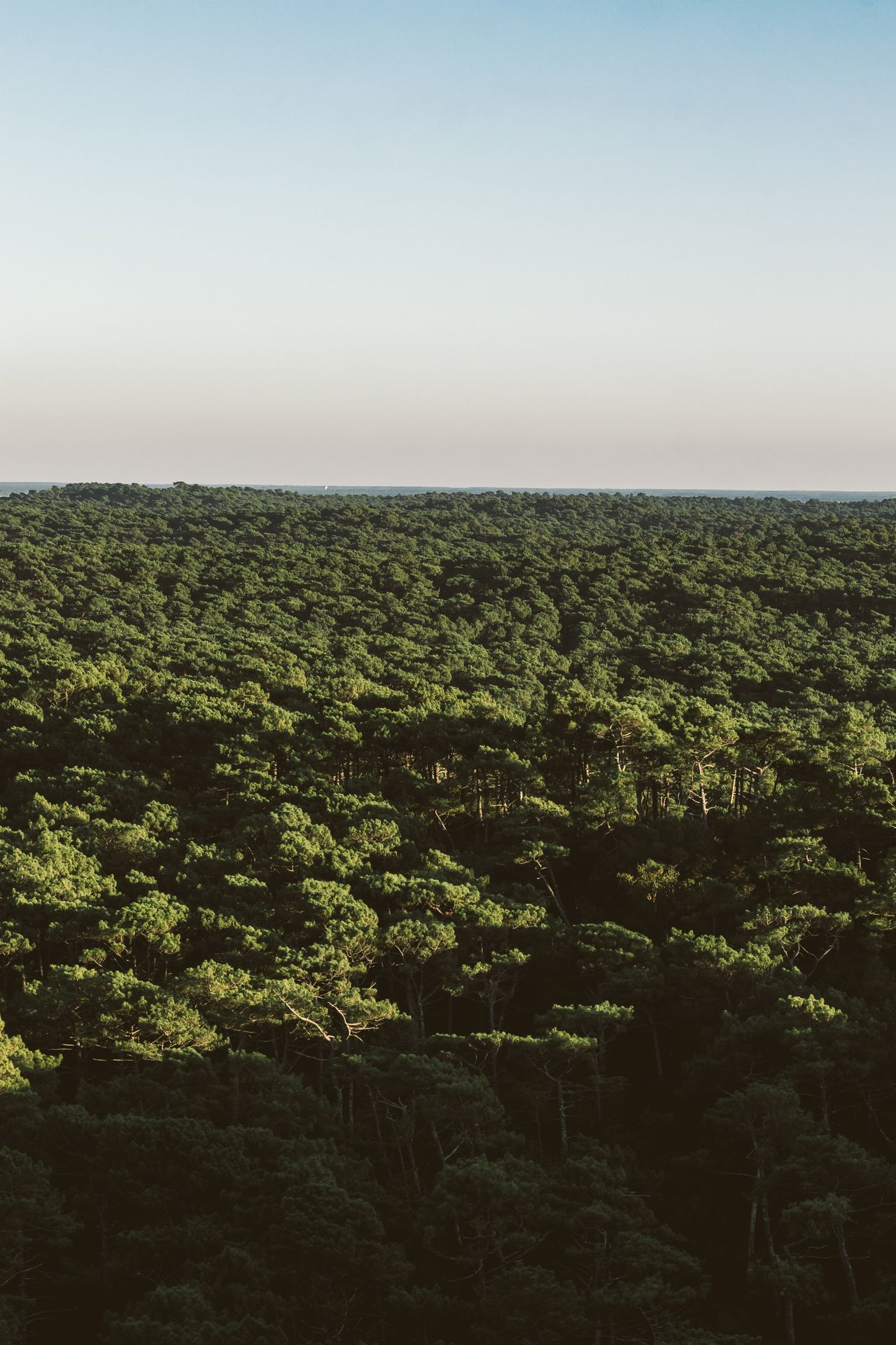 La forêt de pins des Landes (40)